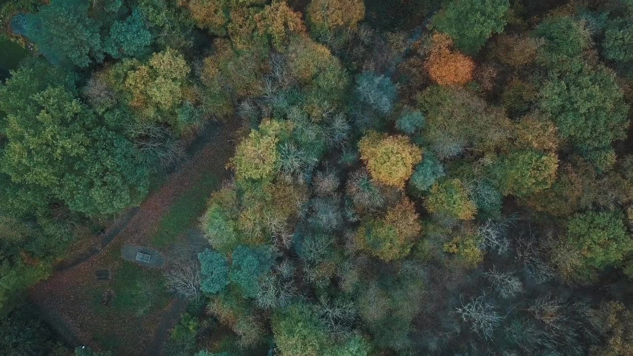 树木原无人驾驶
