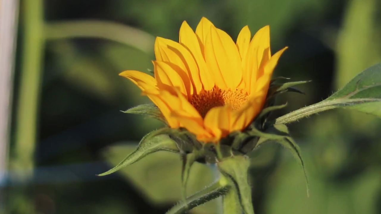 向日葵花盛开黄色开花