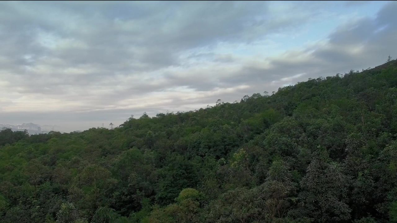 城市化进程天桥森林