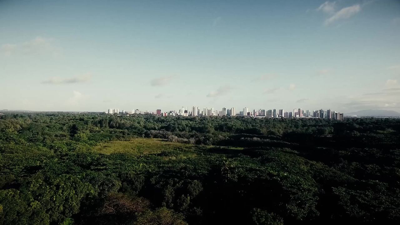 城市森林树无人机