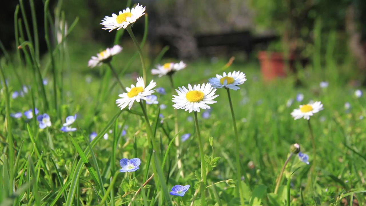 雏菊鲜花黎明冷静