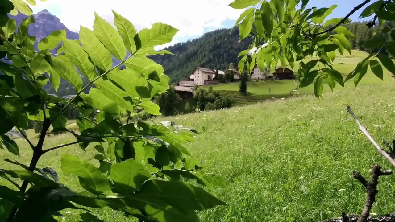 风叶子山败坏