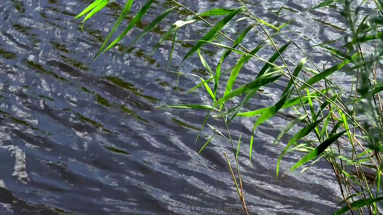 里德夏季河植物