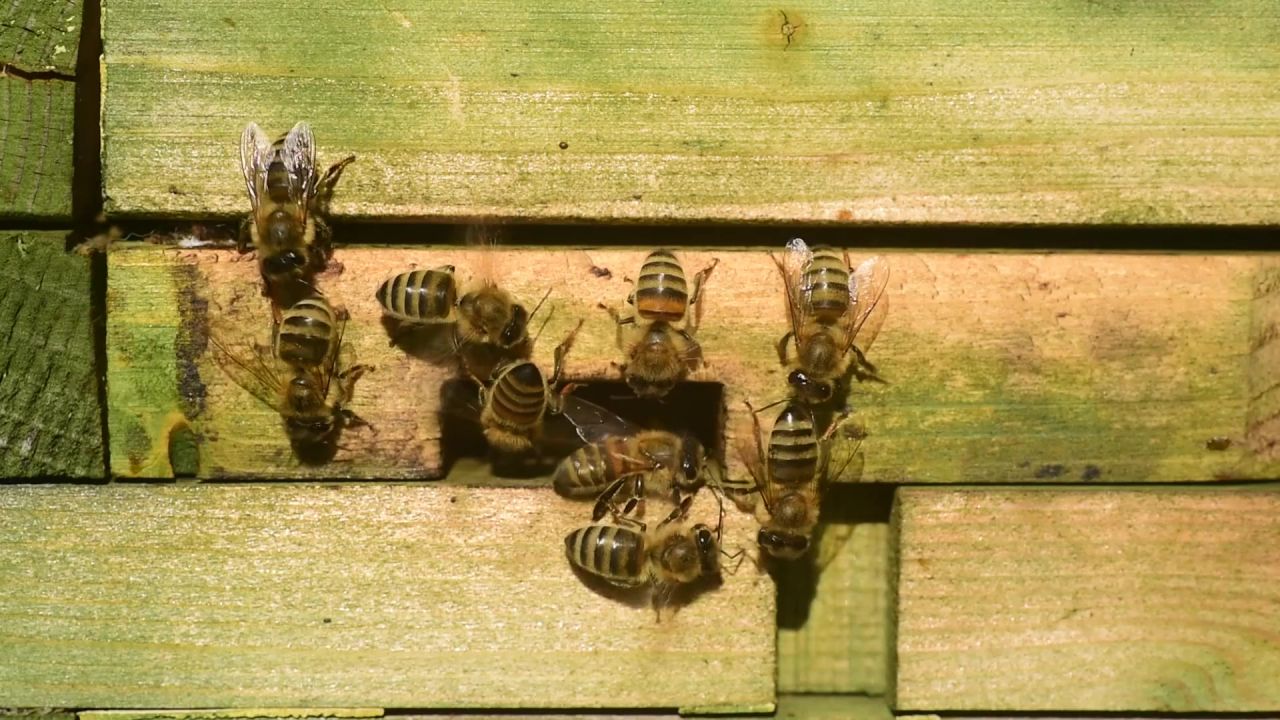 蜜蜂通风风扇凉爽