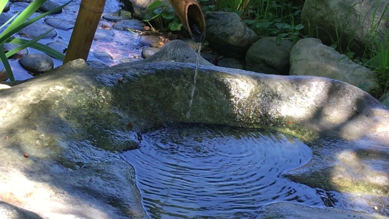 鸟春天洗澡源