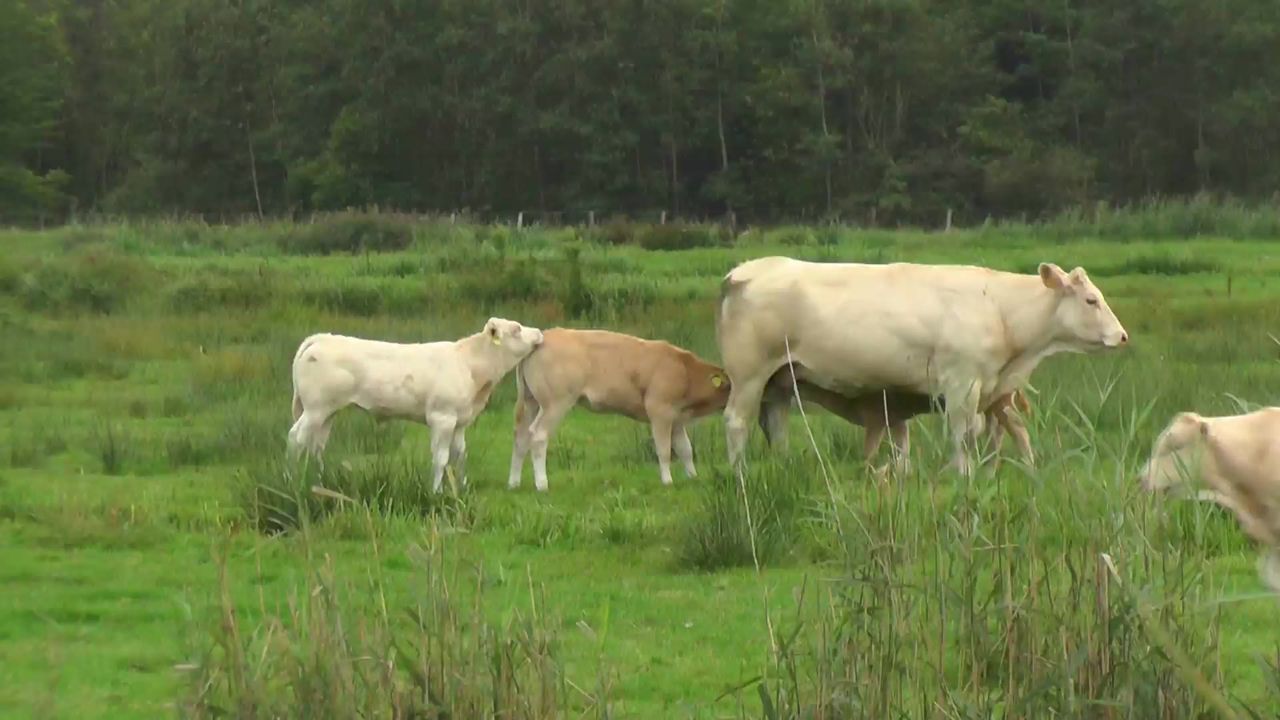 牛小牛动物哺乳动物