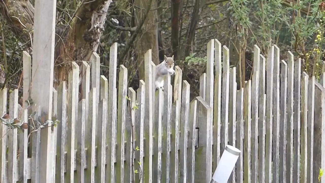松鼠灰松鼠运行篱笆