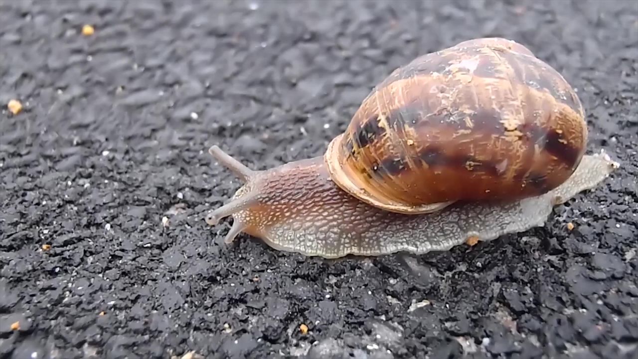 蜗牛软体动物外壳
