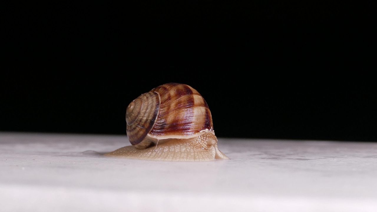 蜗牛野生动物动物世界