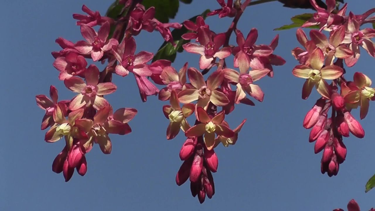 鲜花树布什蜜蜂
