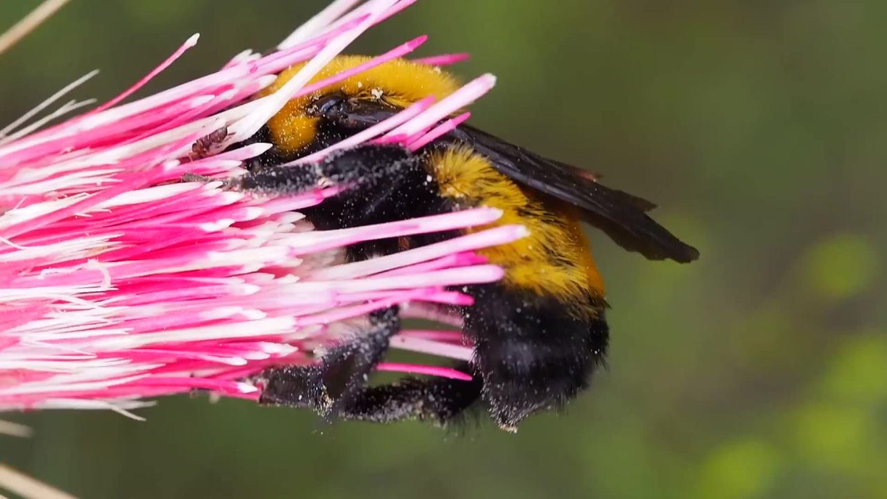 熊蜂昆虫花