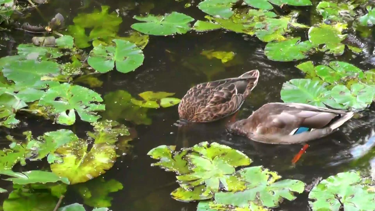 鸭凫水鸟动物