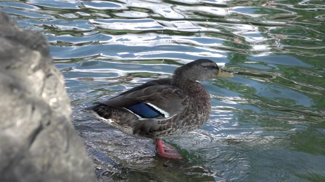 鸭家禽水禽鸟