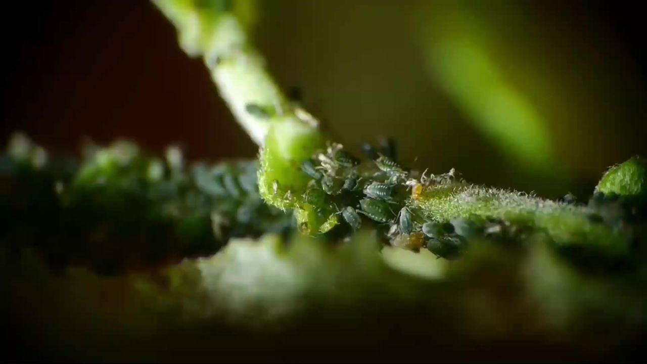 隐秘的花园昆虫