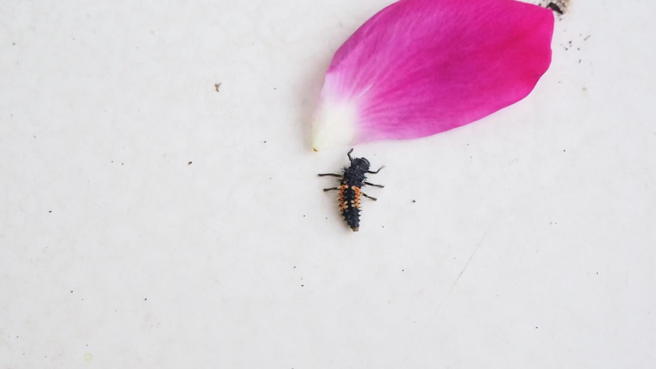 幼虫幼虫昆虫爬