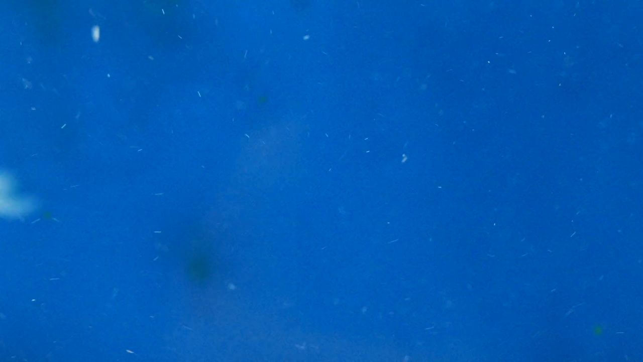 鱼金鱼水自然