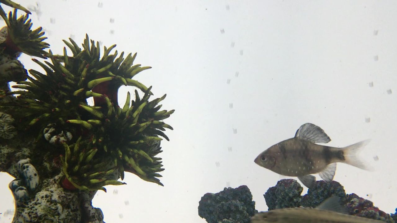 鱼缸鱼水族馆水