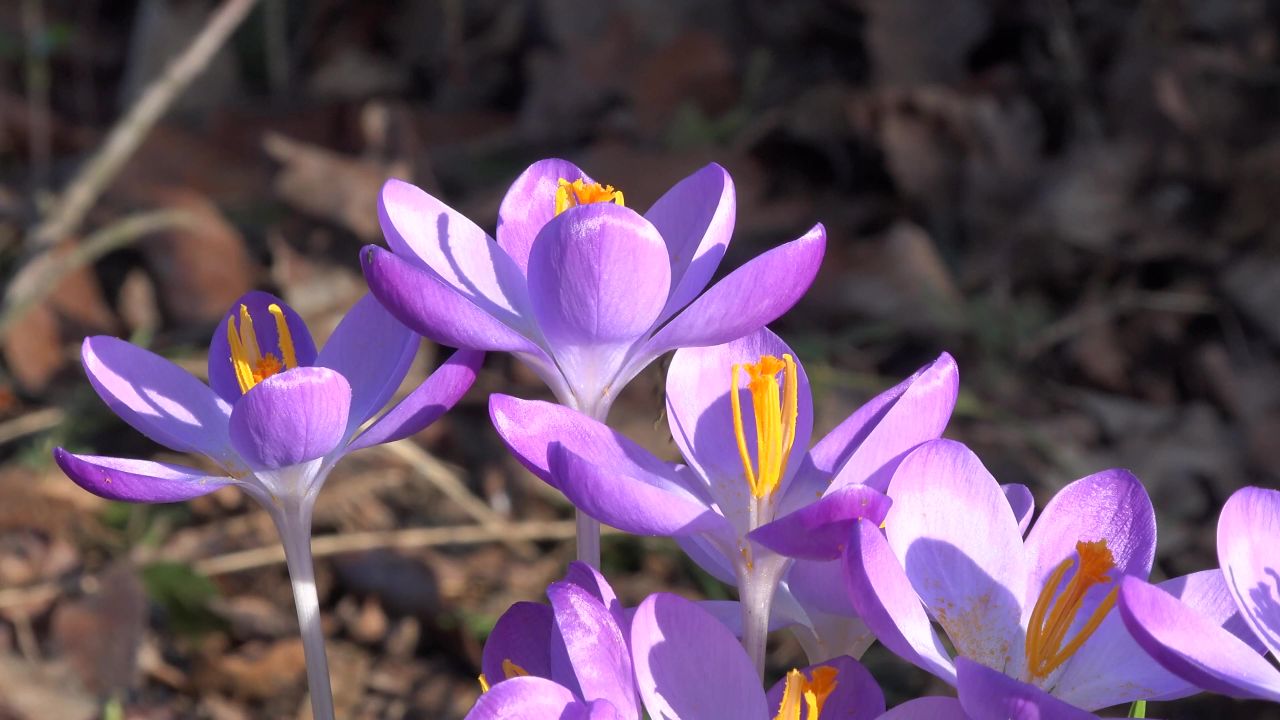 藏红花春天鲜花昆虫