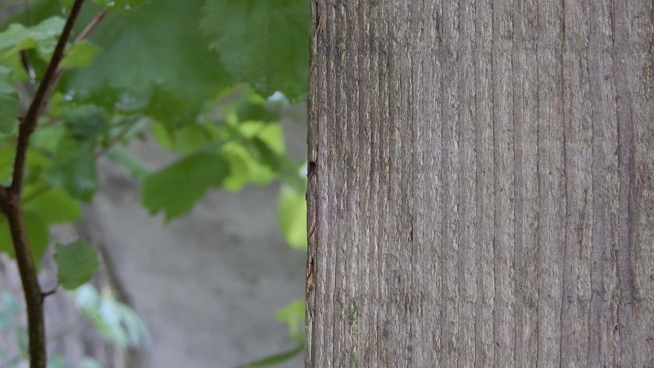 槽蜗牛蜗牛腹足类