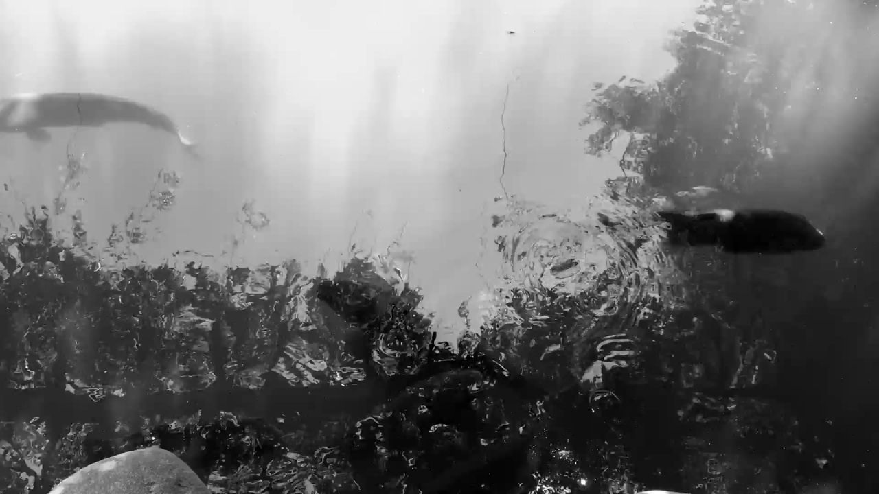 池鱼涟漪雨点水