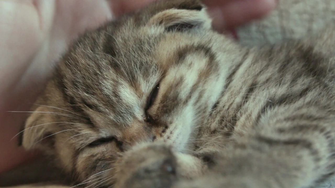 宠物小猫猫国内