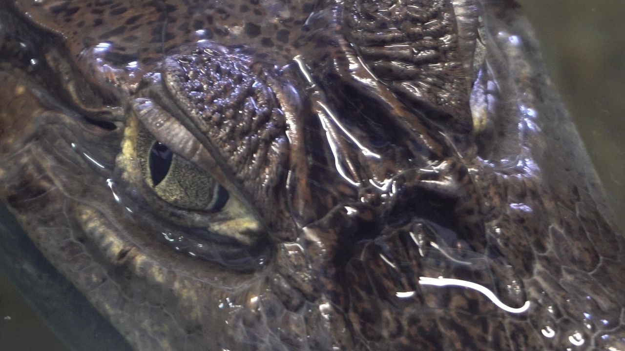 鳄鱼眼潜水爬行动物