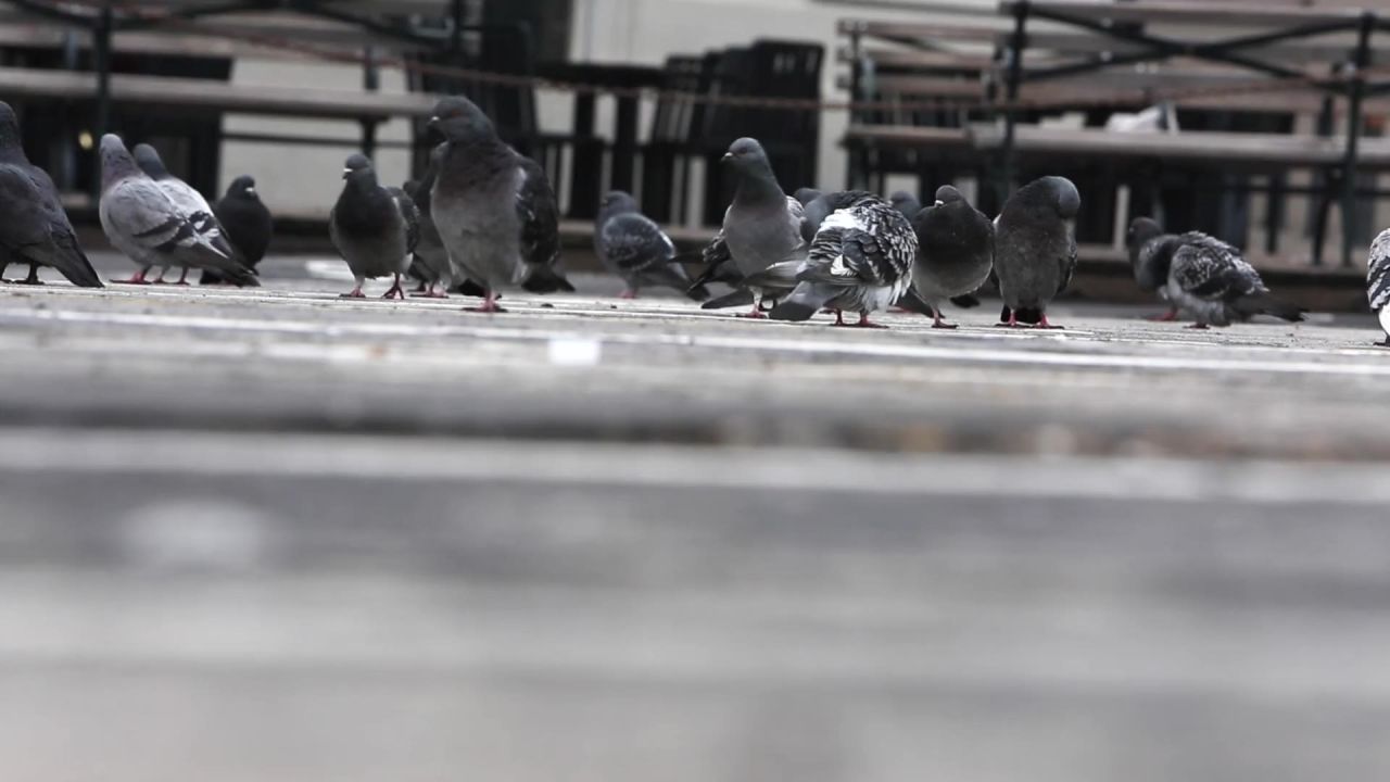 鸽子鸟路面矮