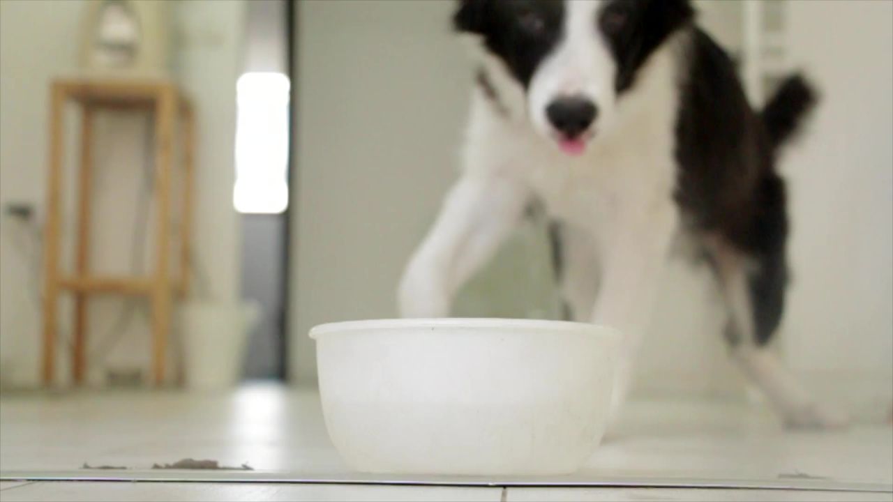 狗喝宠物食品