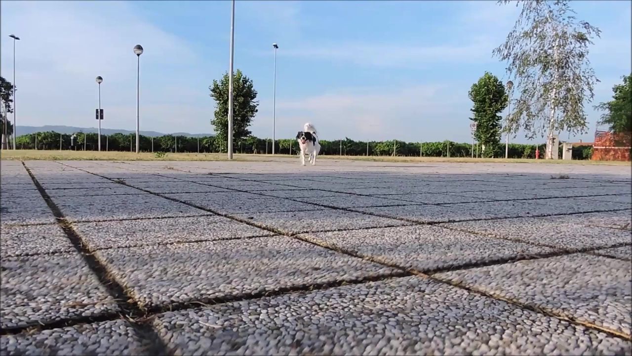 狗运行步行花园