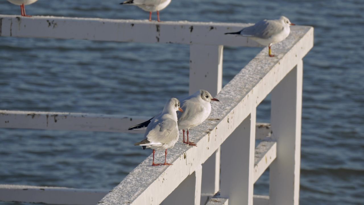 海鸥海旁海鸟