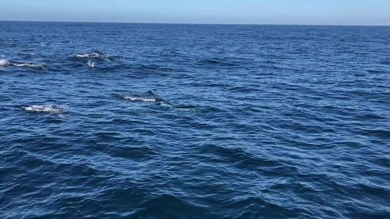 海豚一起游泳海洋