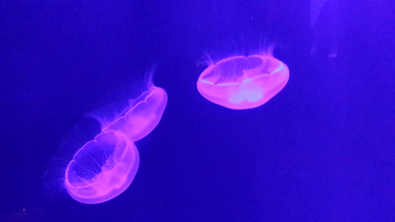 海蜇动物海洋海