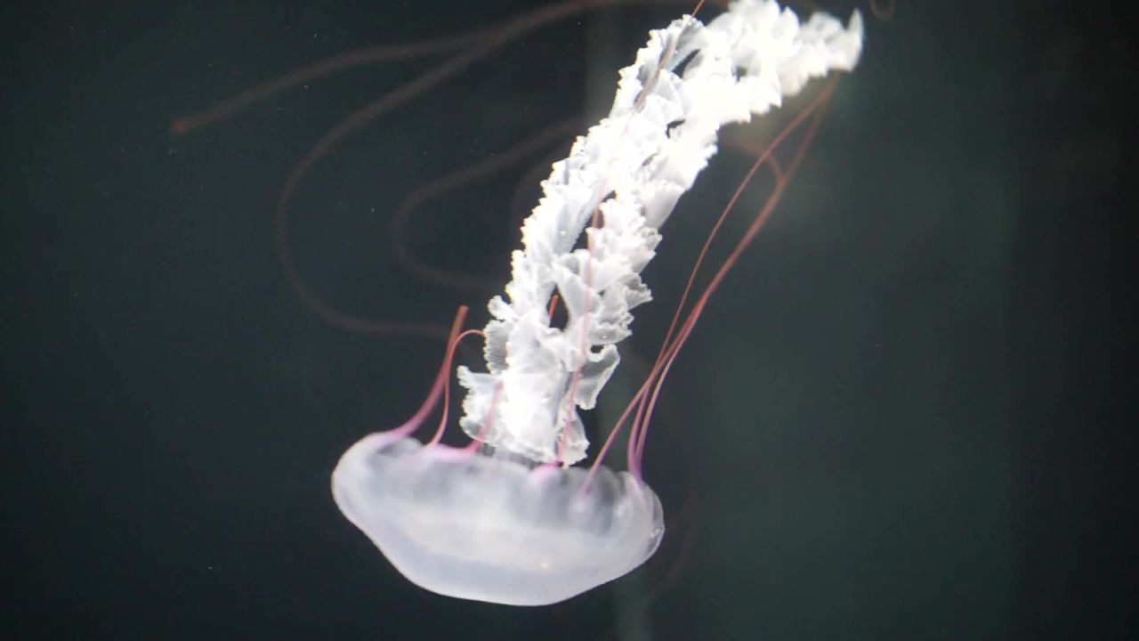 海蜇水水族馆海