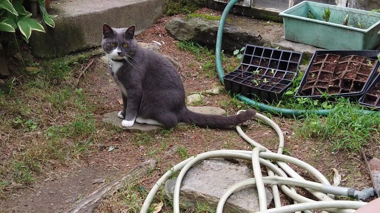 灰色猫楼梯动物