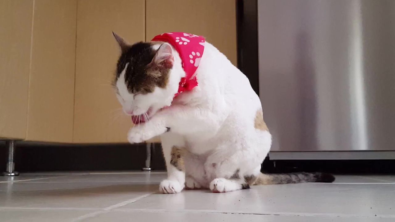 可爱猫咪有趣的