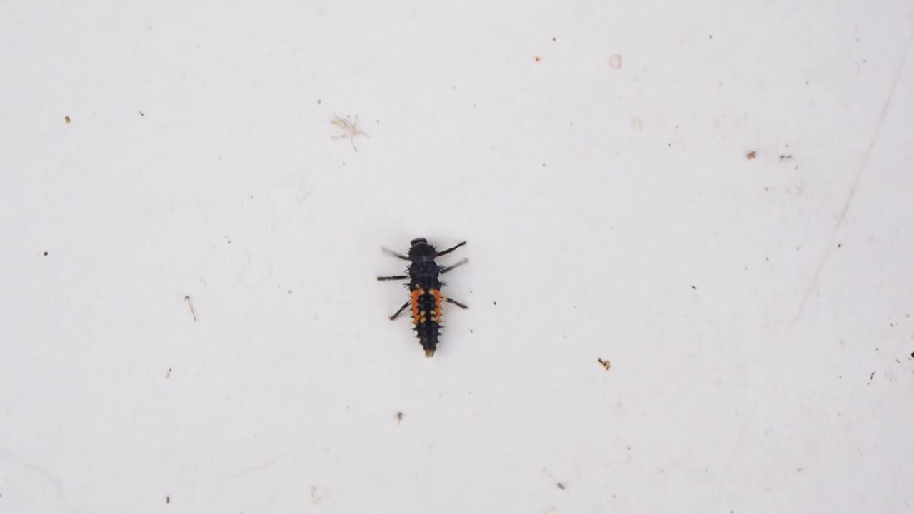 昆虫萤火虫萤火虫幼虫