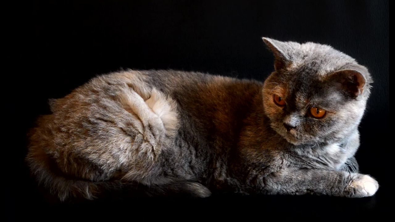 猫好玩大眼睛甜