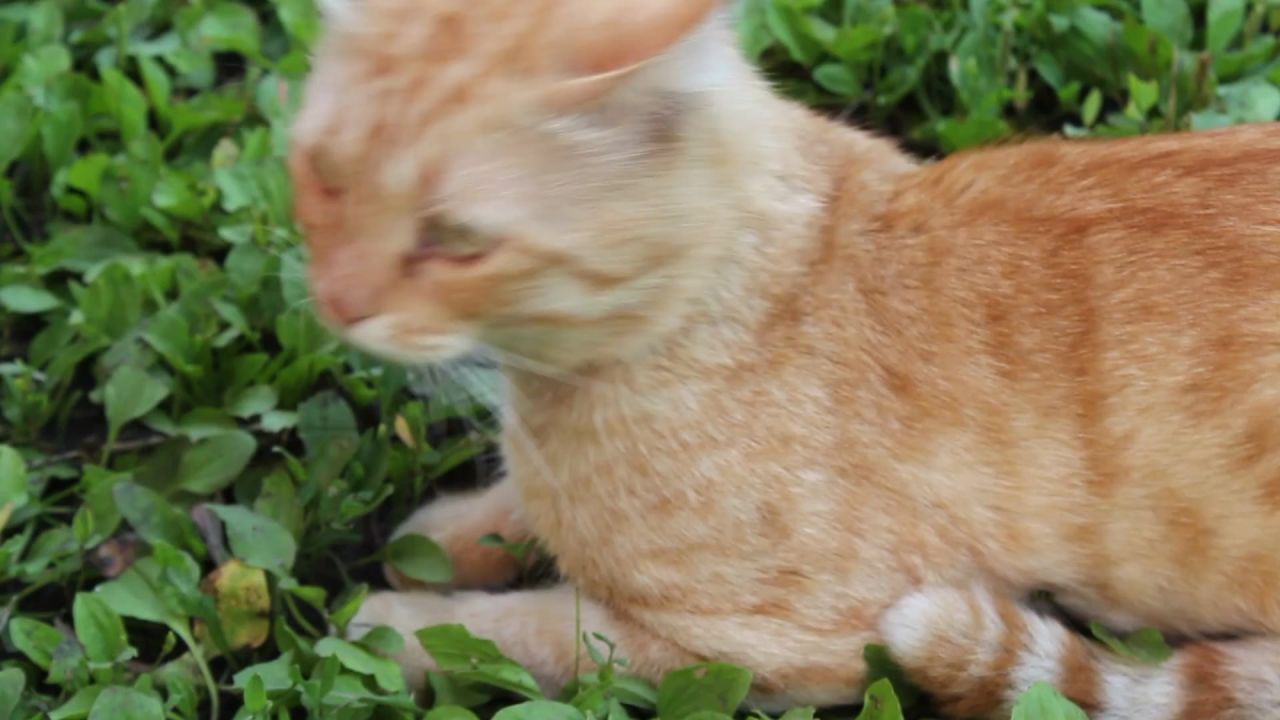 猫红色的猫