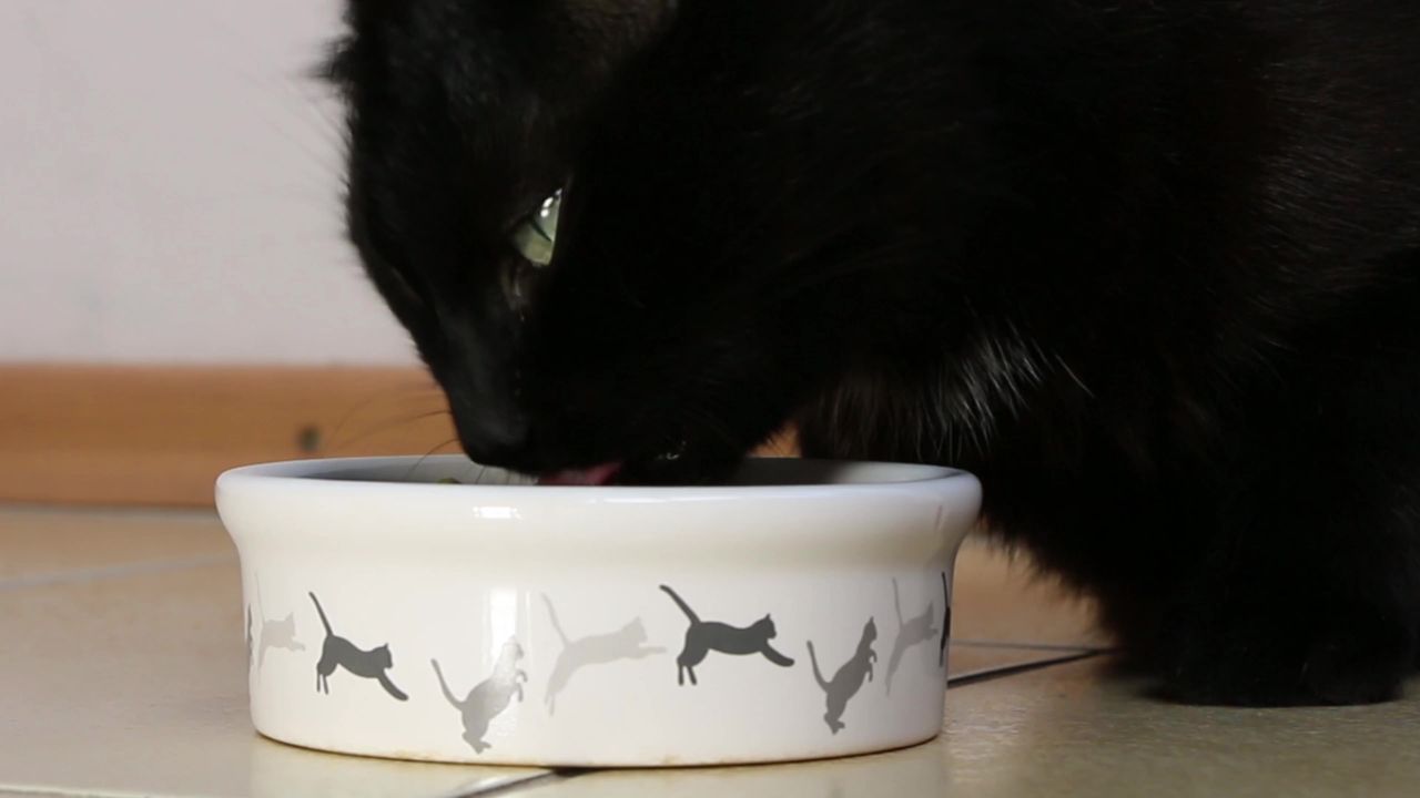 猫馈送黑色饲料