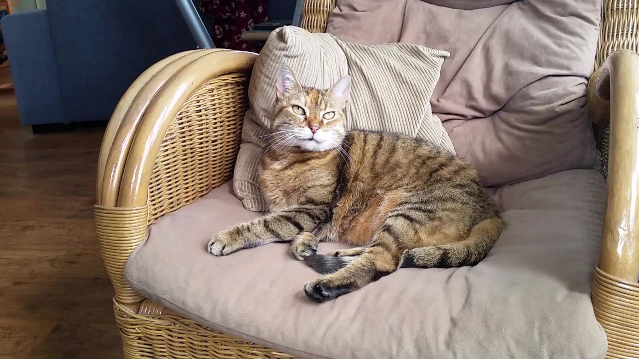 猫懒惰休眠动物
