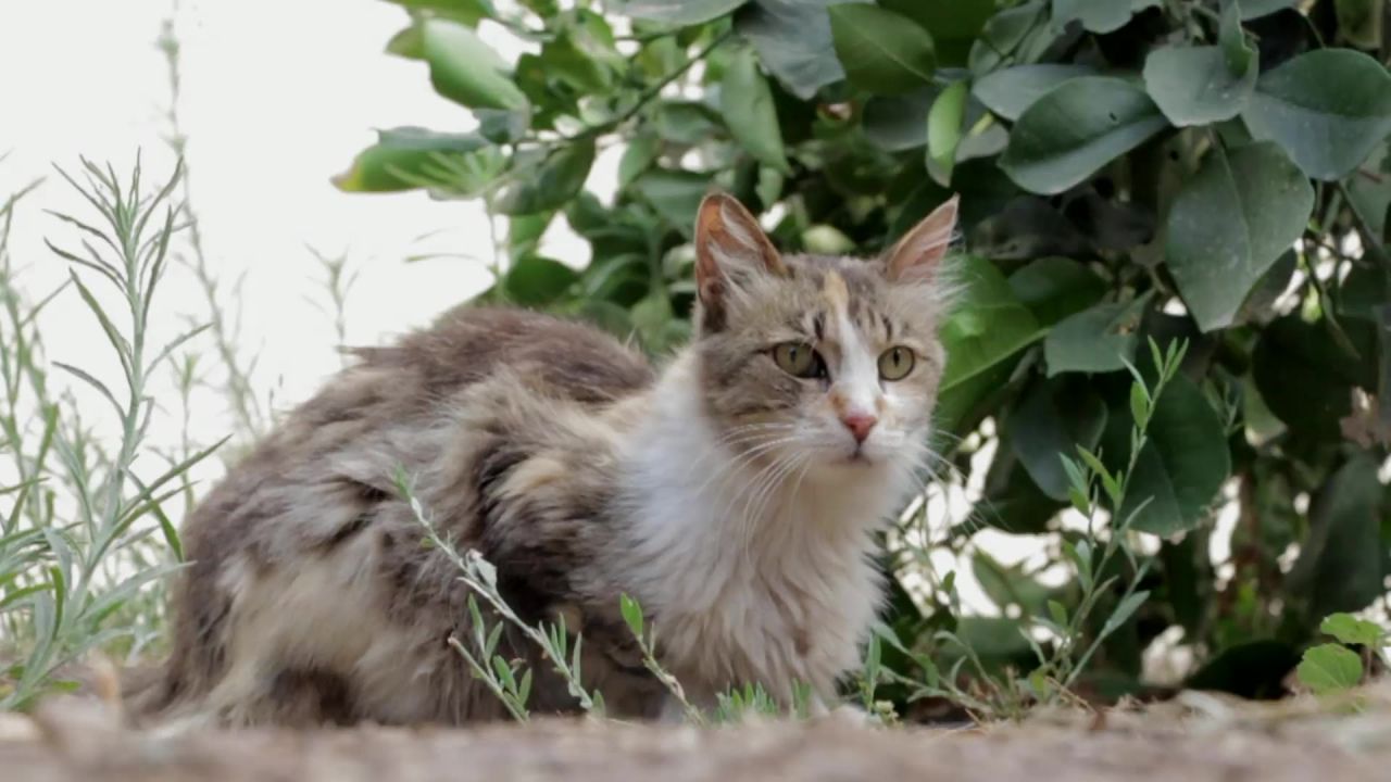 猫猫的动物宠物