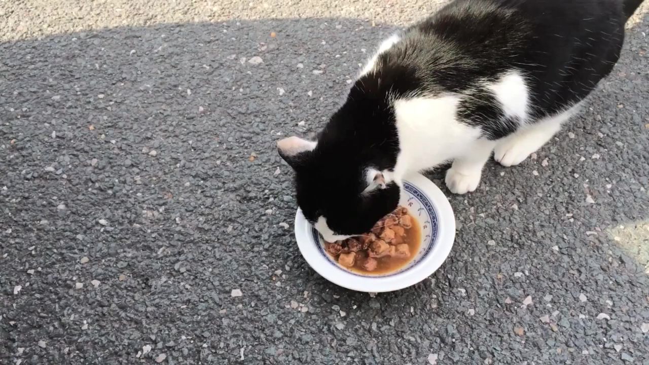 猫迷路猫的