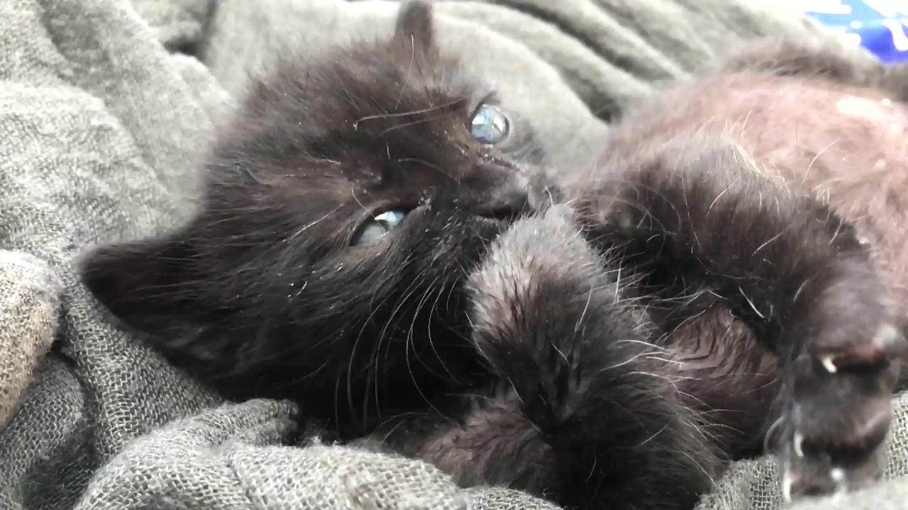 猫小猫年轻播放