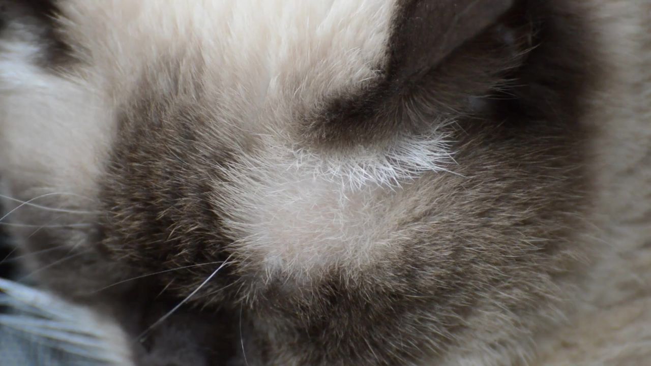 猫英国短毛猫享受休息