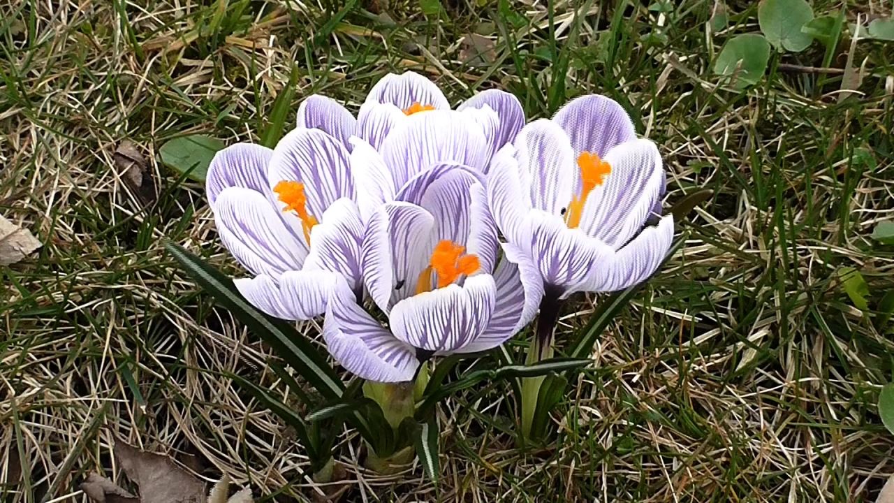 番红花鲜花春春天