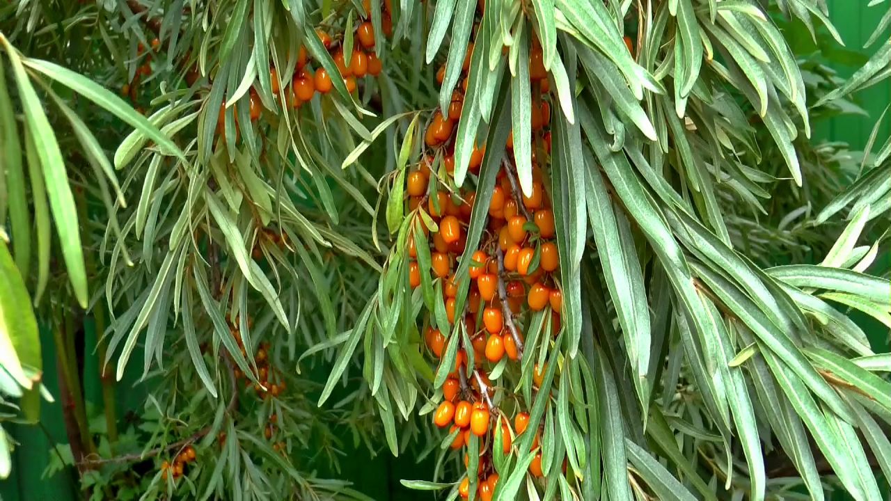 西伯利亚大果沙棘植物夏季