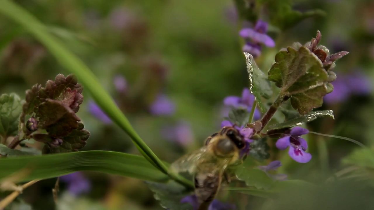 蜜蜂授粉昆虫花粉