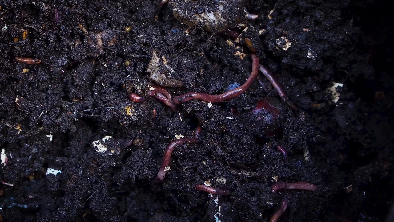 生物学蠕虫蚯蚓昆虫