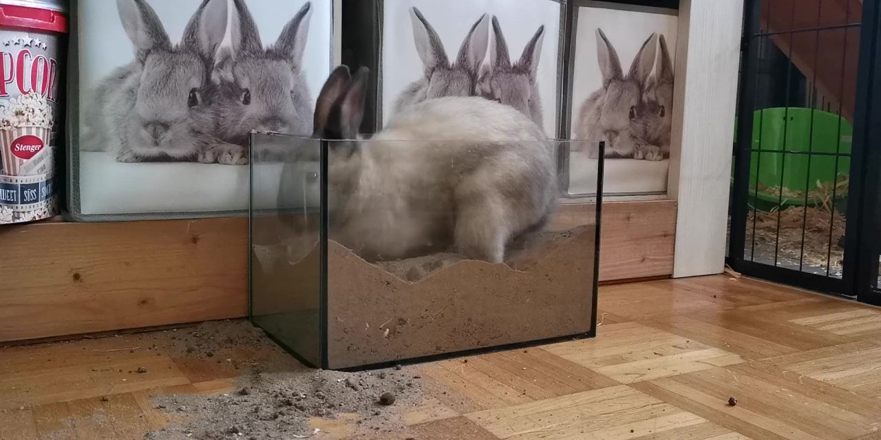 兔挖瓶子上