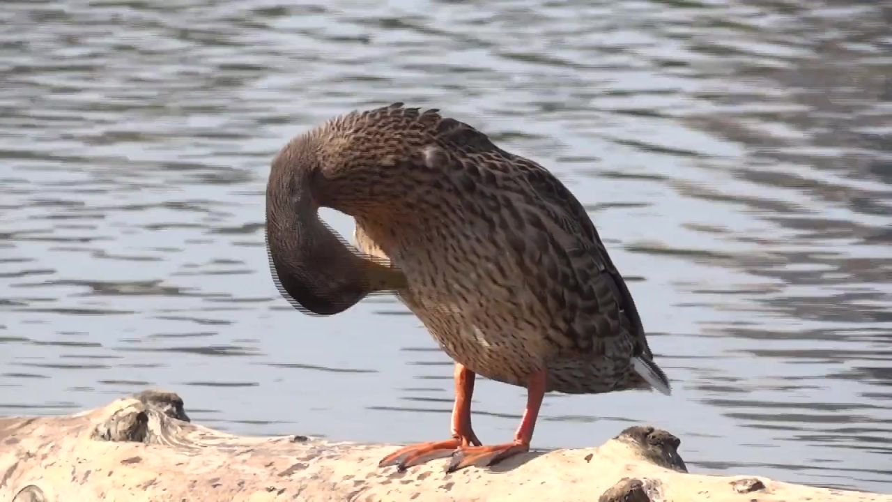 野鸭河鸟环境